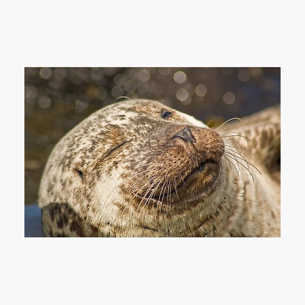 Item preview, Seal, Isle of Skye designed and sold by Colin Bowdery.