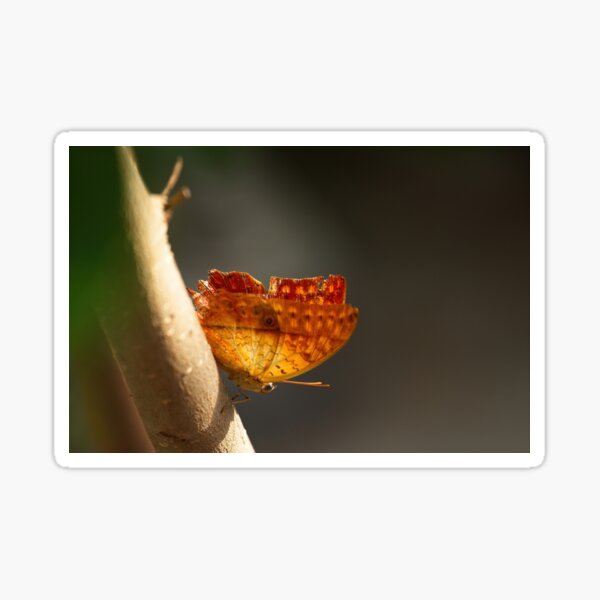 Butterfly on a tree branch Sticker
