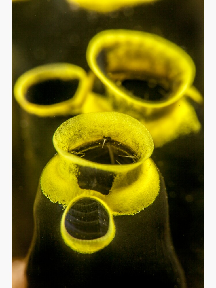 Miniature vases by DavidWachenfeld