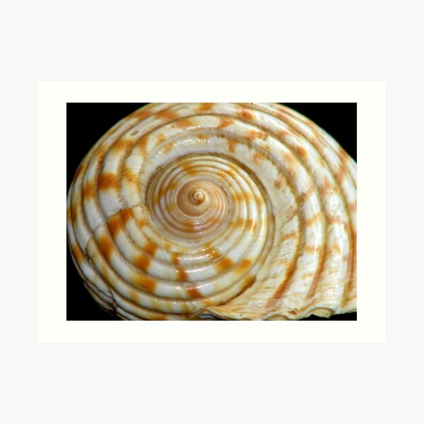 Cyclone Shell Art Print