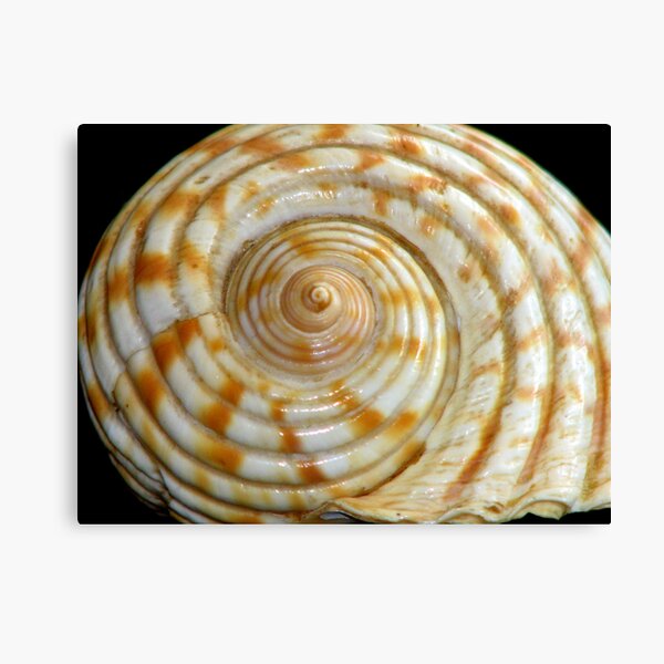 Cyclone Shell Canvas Print