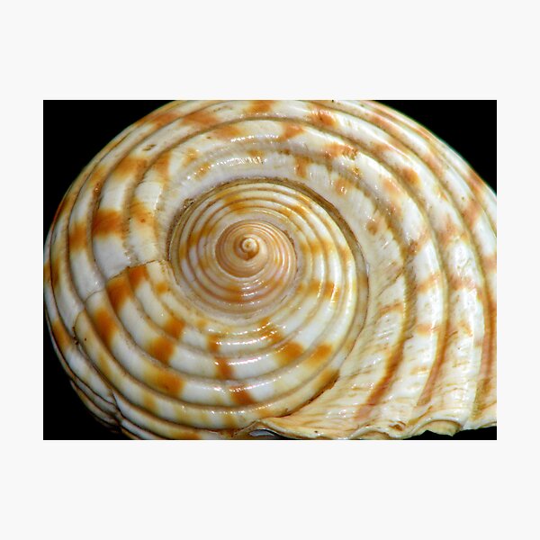 Cyclone Shell Photographic Print