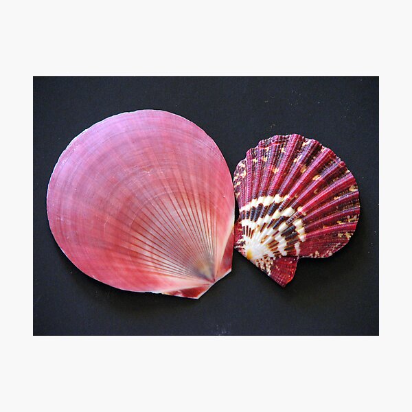 Scalloped Photographic Print