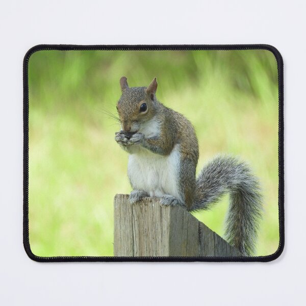 Item preview, Cute Squirrel #0009 designed and sold by Jeffrey Mask.