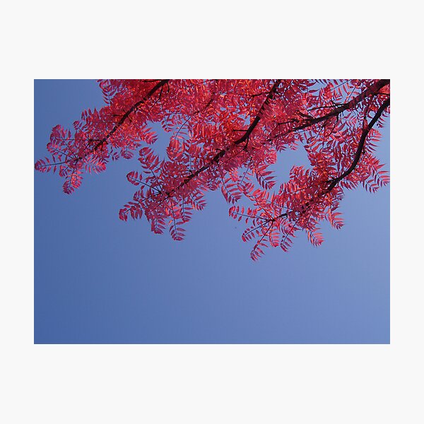 Almost Flying Photographic Print
