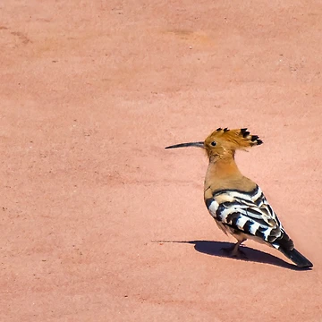 Artwork thumbnail, Hoopoe by Ralph Goldsmith