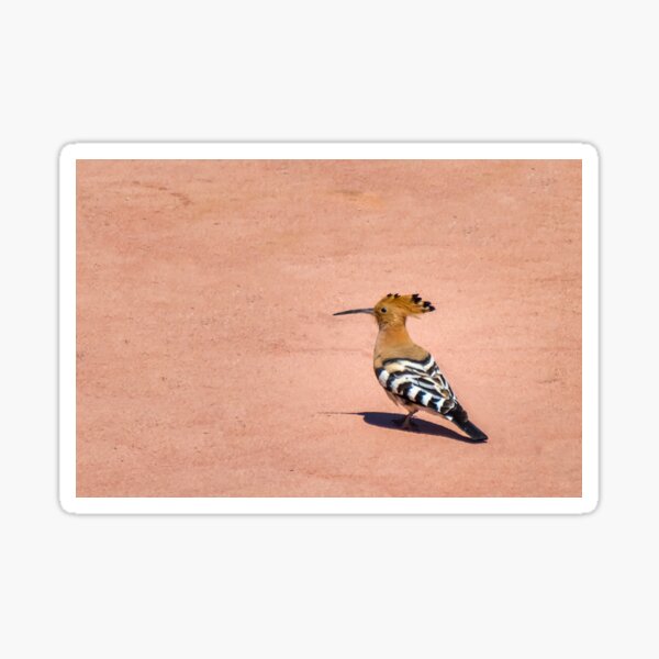 Hoopoe Sticker