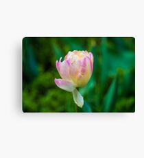 Flower macro Canvas Print