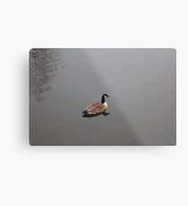 Duck on the Water Metal Print