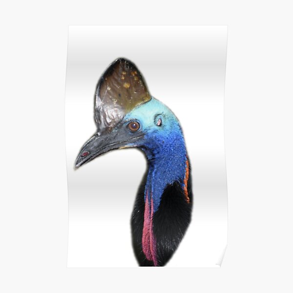 Cassowary Posters | Redbubble