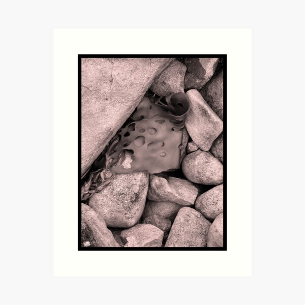 Rock Kelp Art Print