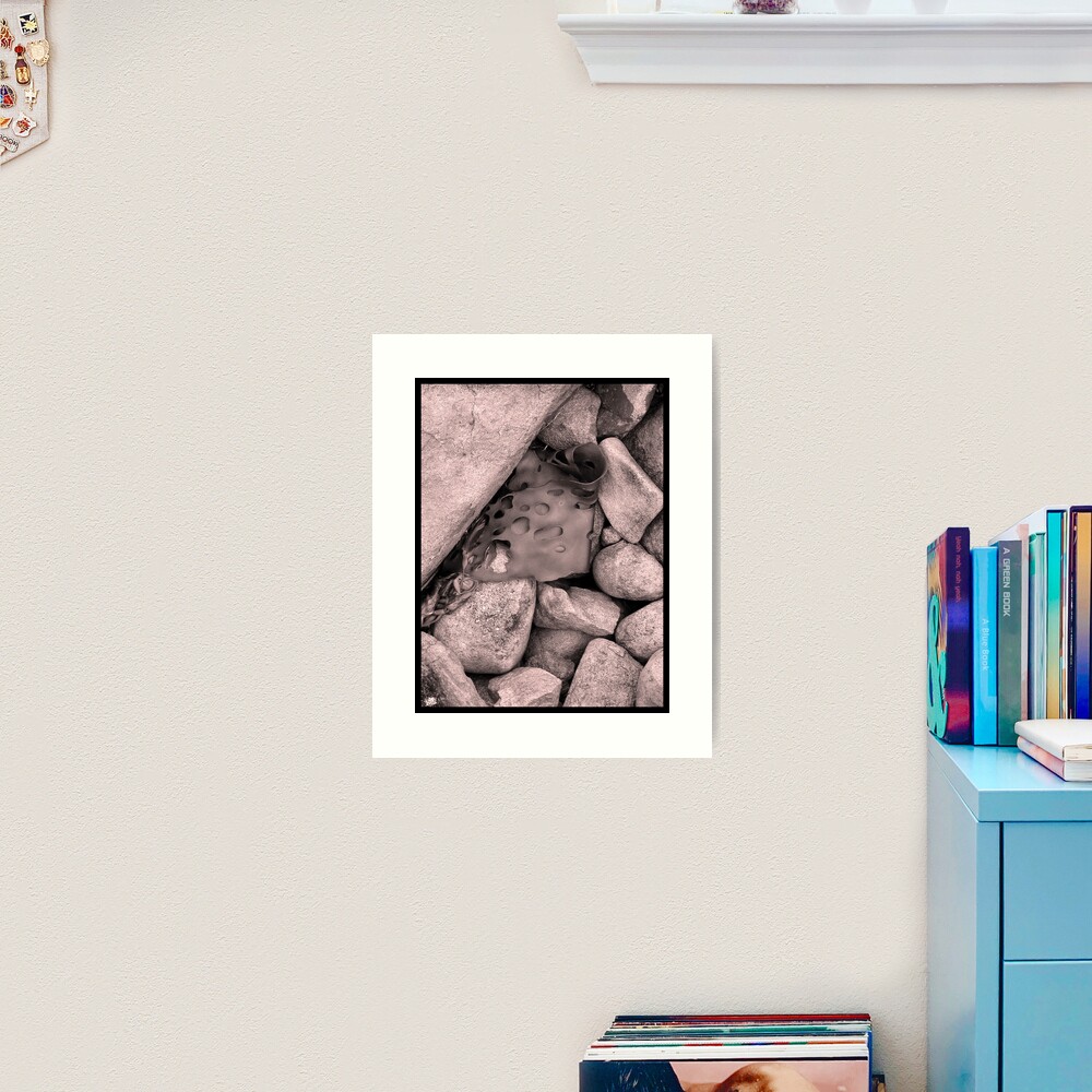 Rock Kelp Art Print