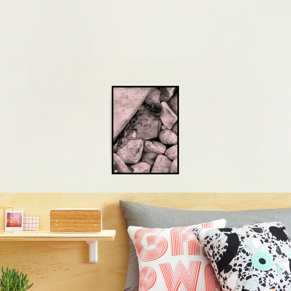 Rock Kelp Photographic Print