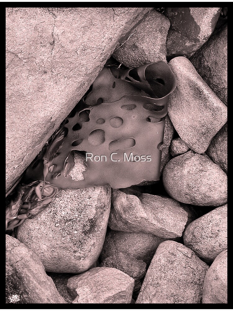Rock Kelp by ronmoss