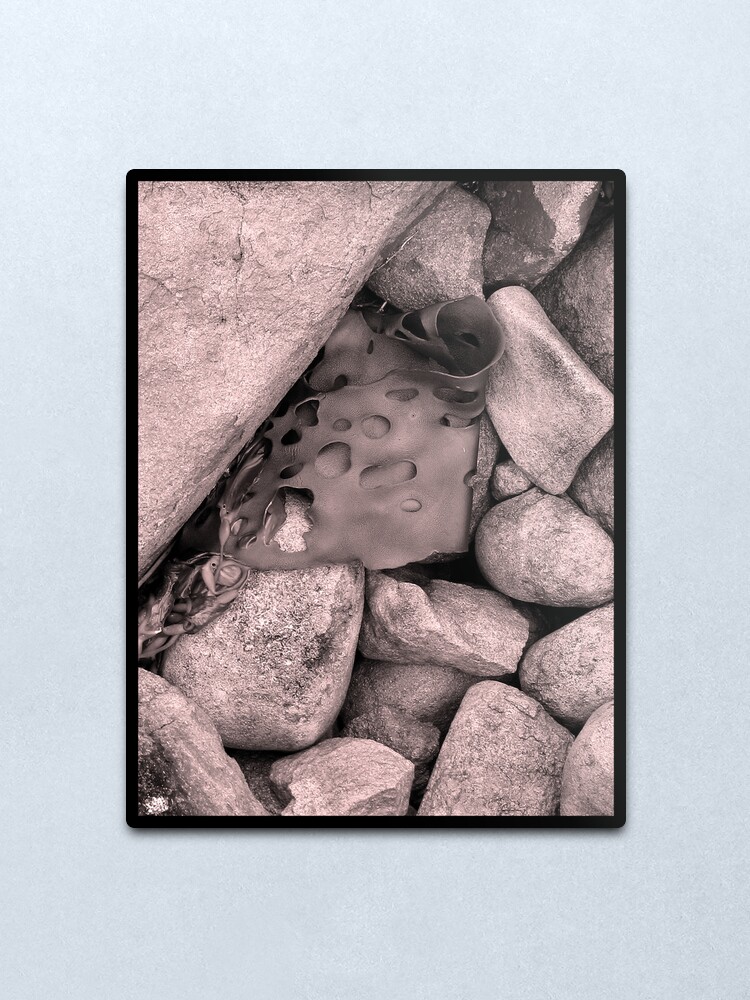 Alternate view of Rock Kelp Metal Print