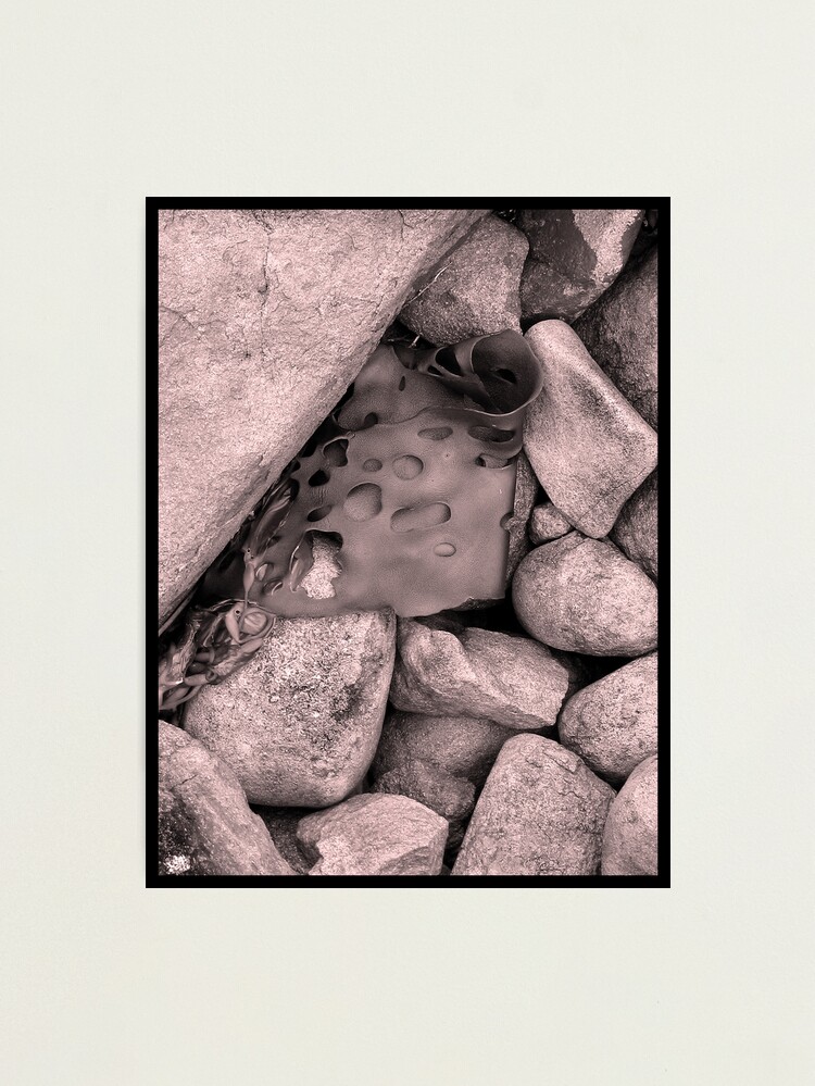 Alternate view of Rock Kelp Photographic Print