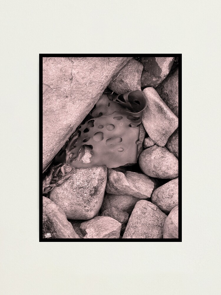 Alternate view of Rock Kelp Photographic Print