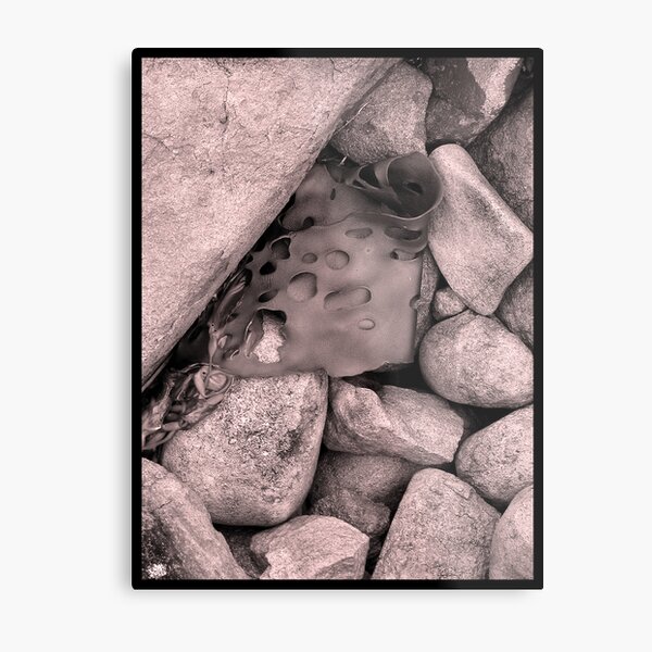 Rock Kelp Metal Print
