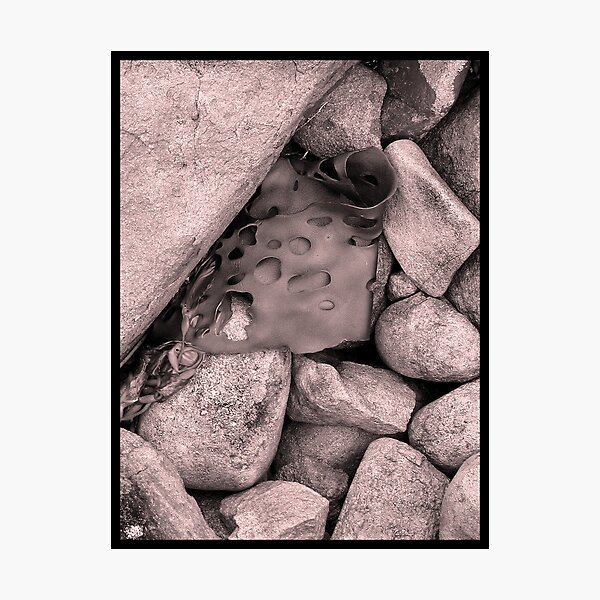 Rock Kelp Photographic Print