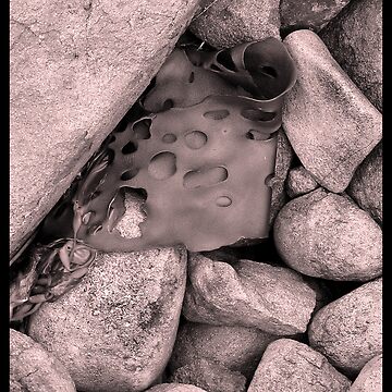 Artwork thumbnail, Rock Kelp by ronmoss