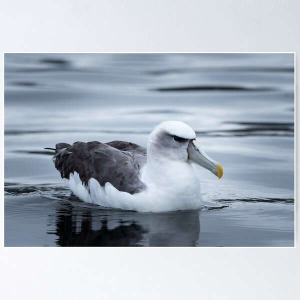 Item preview, Shy albatross designed and sold by James Stone Photography.