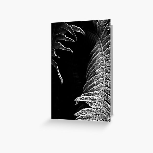Frosty Ferns Greeting Card