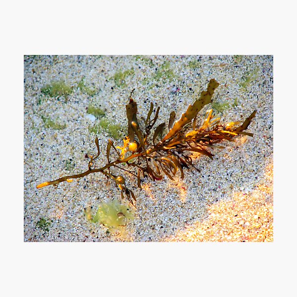 Sea Tree Photographic Print