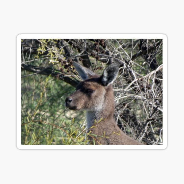Artikelvorschau, Kangaroo 3 entworfen und verkauft von Harrison Lucas.