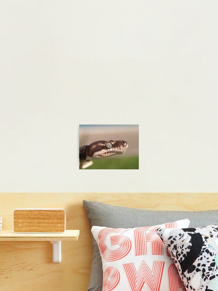 Thumbnail 2 of 3, Photographic Print, Concentration - Rough Scaled Python designed and sold by pugsly.