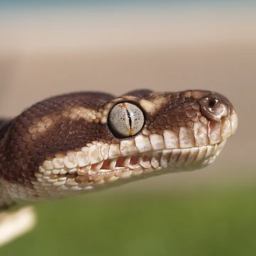 Artwork thumbnail, Concentration - Rough Scaled Python by Steve Bullock