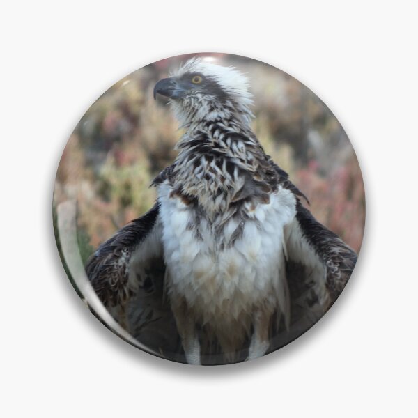 Artikelvorschau, Osprey 1 entworfen und verkauft von Harrison Lucas.