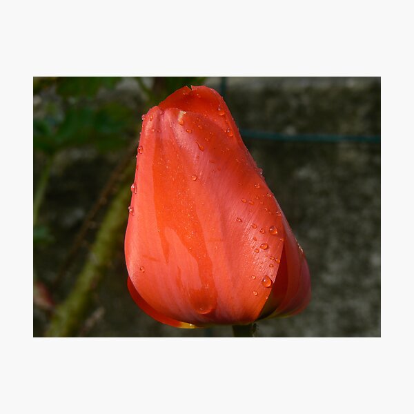 Artikelvorschau, red tulip entworfen und verkauft von Margestuff.