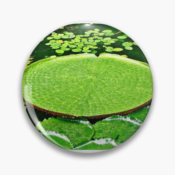 Item preview, Victoria Amazonica | Water Lily | Water Lily Leaf | Flowers designed and sold by Khan-Baba.
