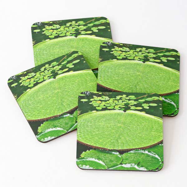 Item preview, Victoria Amazonica | Water Lily | Water Lily Leaf | Flowers designed and sold by Khan-Baba.