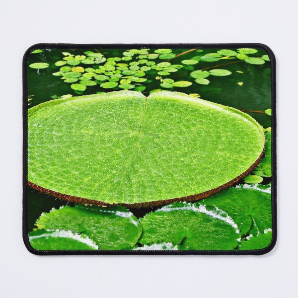 Item preview, Victoria Amazonica | Water Lily | Water Lily Leaf | Flowers designed and sold by Khan-Baba.