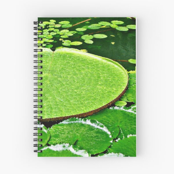 Item preview, Victoria Amazonica | Water Lily | Water Lily Leaf | Flowers designed and sold by Khan-Baba.