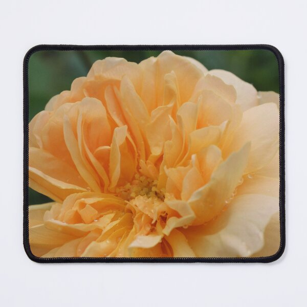 Item preview, Apricot Rose designed and sold by smh2.