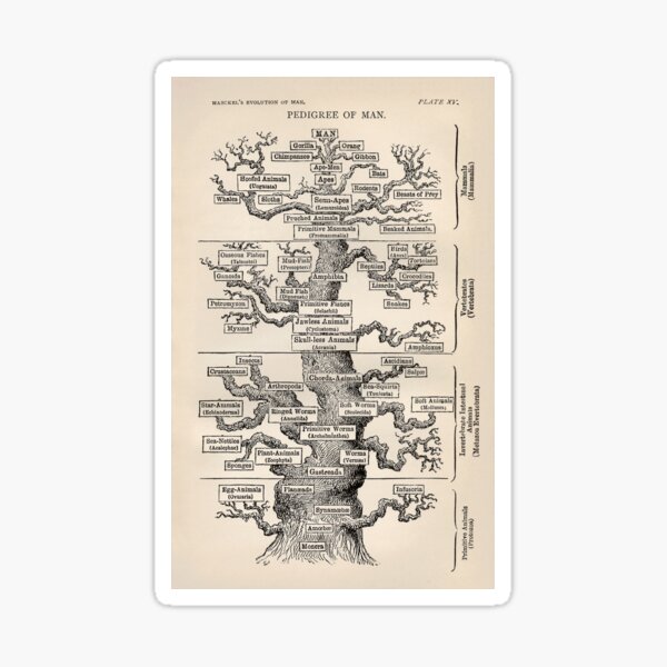 Ernst Haeckel Tree of Life Pedigree of Man Evolution Sticker