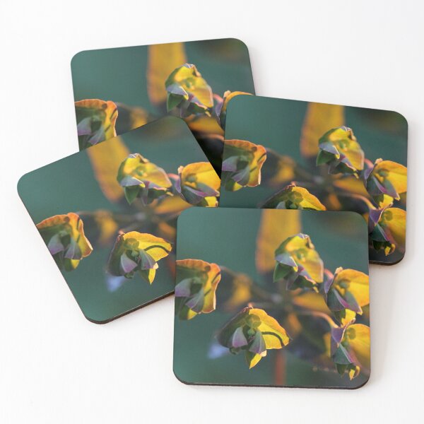 Item preview, Euphorbia at sunset designed and sold by cuprum.