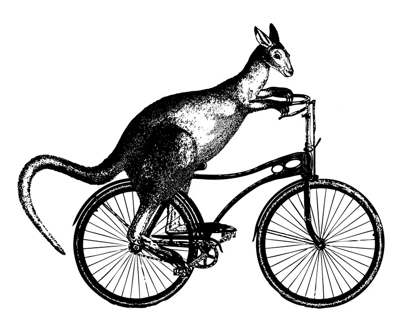 "Kangaroo Riding Bicycle" by scooterbaby Redbubble