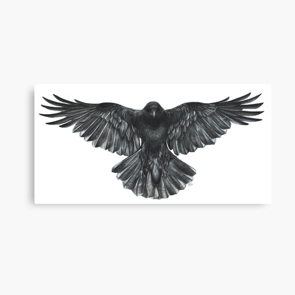 Crow in Flight Canvas Print