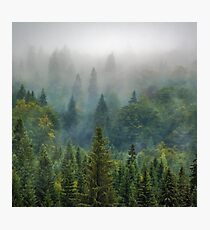Misty Forest Beauty Photographic Print