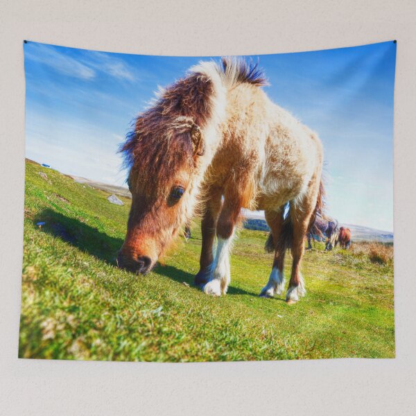 Item preview, Dartmoor Ponies, Devon, UK designed and sold by Paul Thompson Photography.