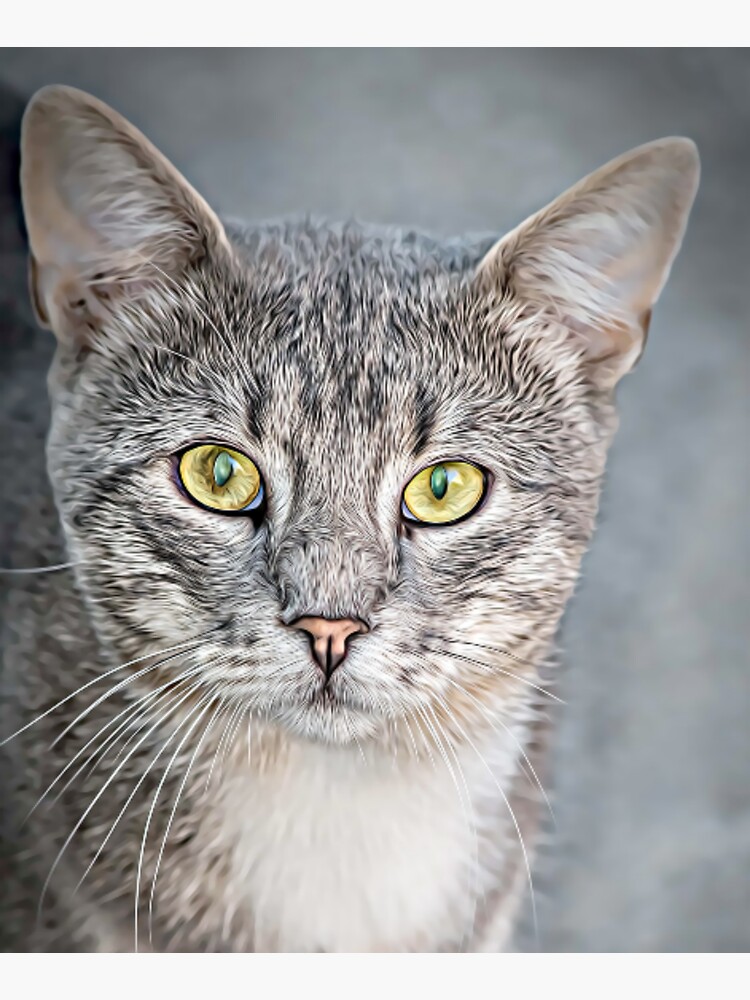 "Grey and White cat" Sticker for Sale by Ffly Redbubble