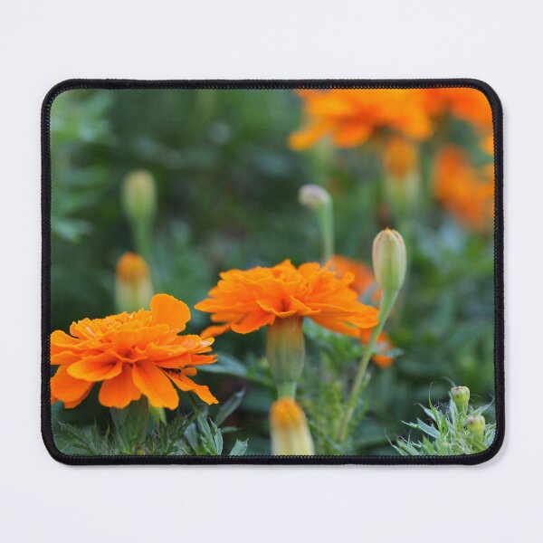 Item preview, marigold designed and sold by hdconnellyphoto.