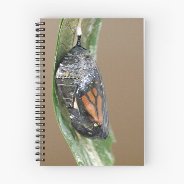 Item preview, Monarch, a window of what will be.......! (3) designed and sold by Roy  Massicks.