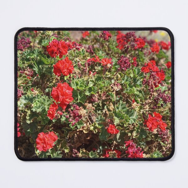 Item preview, PELARGONIUM BUSH designed and sold by 81BCLaLa.