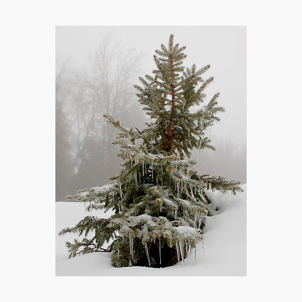 baby ice pine Photographic Print