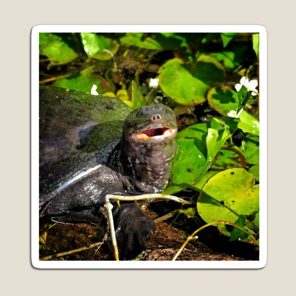 Item preview, Turtle Face designed and sold by Dead-Moroz.