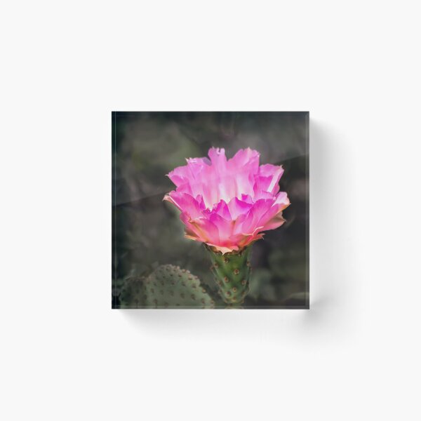Item preview, Pink Opuntia Flower designed and sold by Art in Nature.